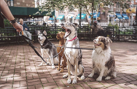 Dogs with Dog Walker