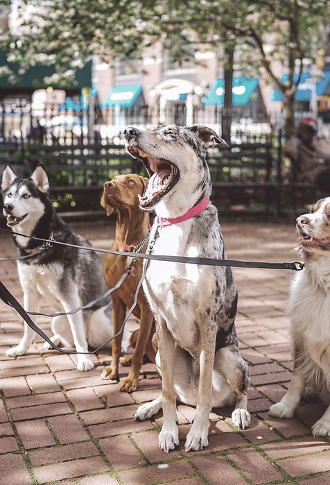 Dogs with Dog Walker
