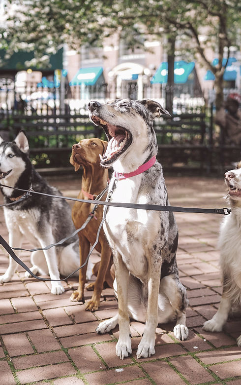 Dogs with Dog Walker