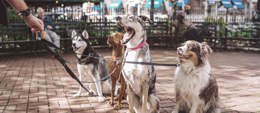 How Rajeev Feeds 35 Dogs Daily—Without a Shelter