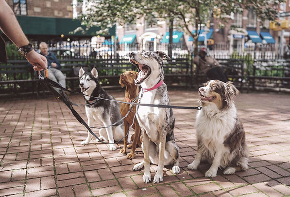 Dogs with Dog Walker