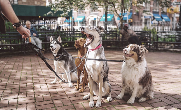Cani con Dog Walker