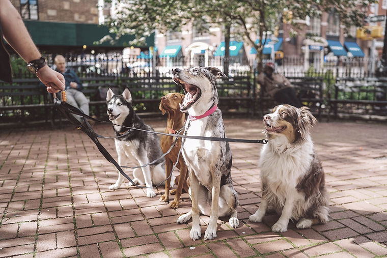 Dogs On Leashes