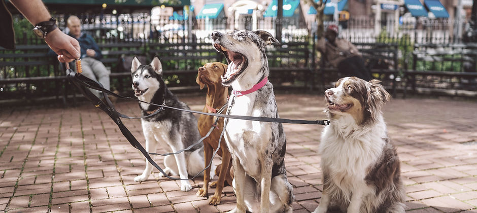 Dogs with Dog Walker