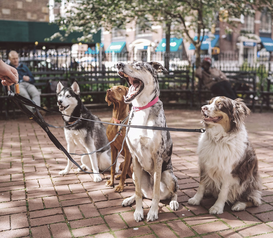 Dogs with Dog Walker