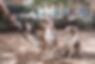 Dogs with Dog Walker
