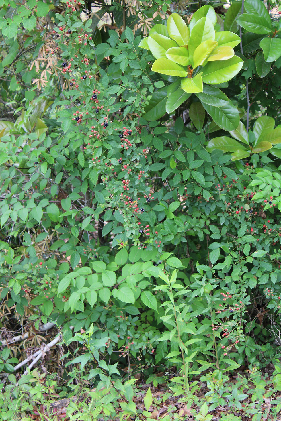 IMG_1993.JPEG
