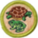 reptiles and amphibian study