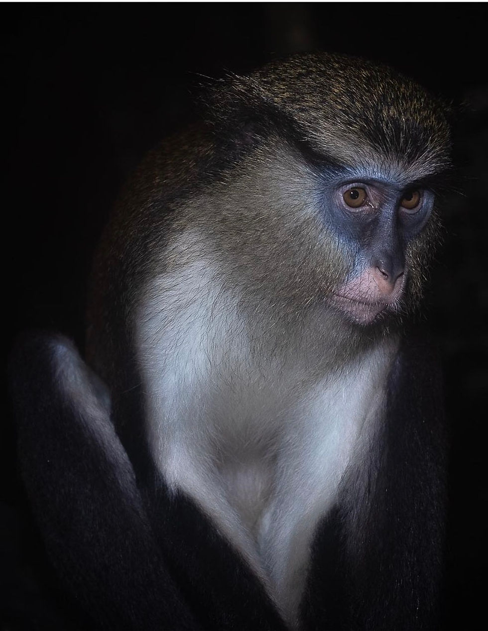 Monkey
