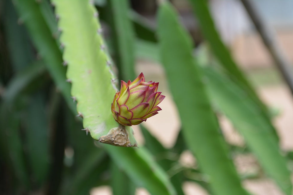 Drachenfrucht die blüht und Früchte trägt