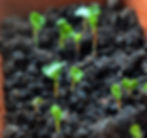 Microgreens selber ziehen