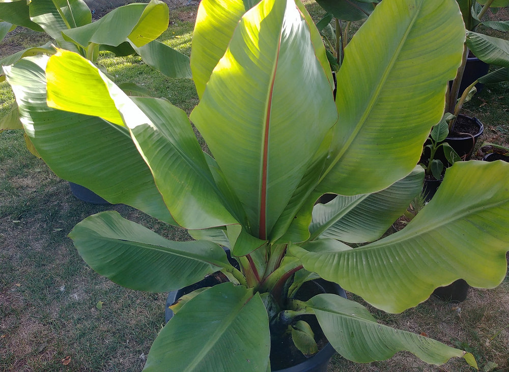calathea medallion plant care Calathea Medallion – Hey Rooted main image 1