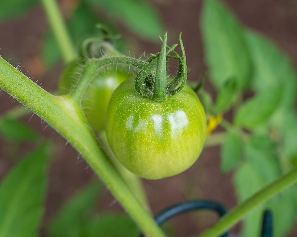 Indeterminiertes Wachstum bei Tomaten