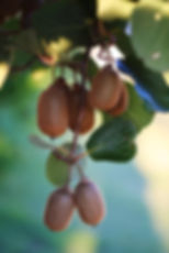 Kiwi-Rankhilfe anbringen – Das braucht die Kiwi zum Wachsen