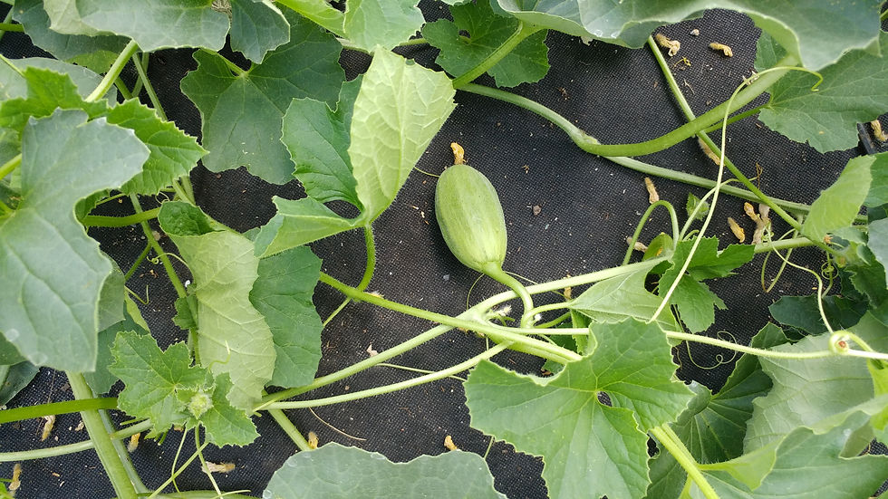Melonenpflanze Frucht