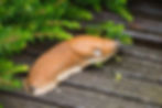 Schnecken im Garten loswerden – aber ohne Gift