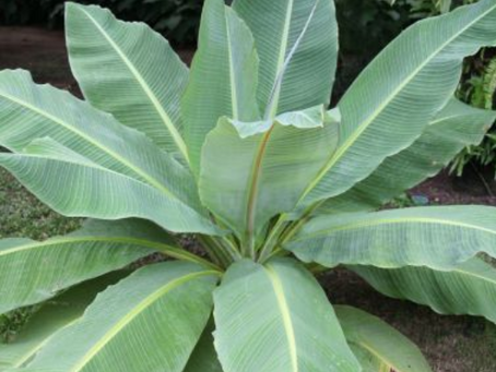 Ensete lecongkietii: Die faszinierende Waisenbanane – Ein botanisches Juwel