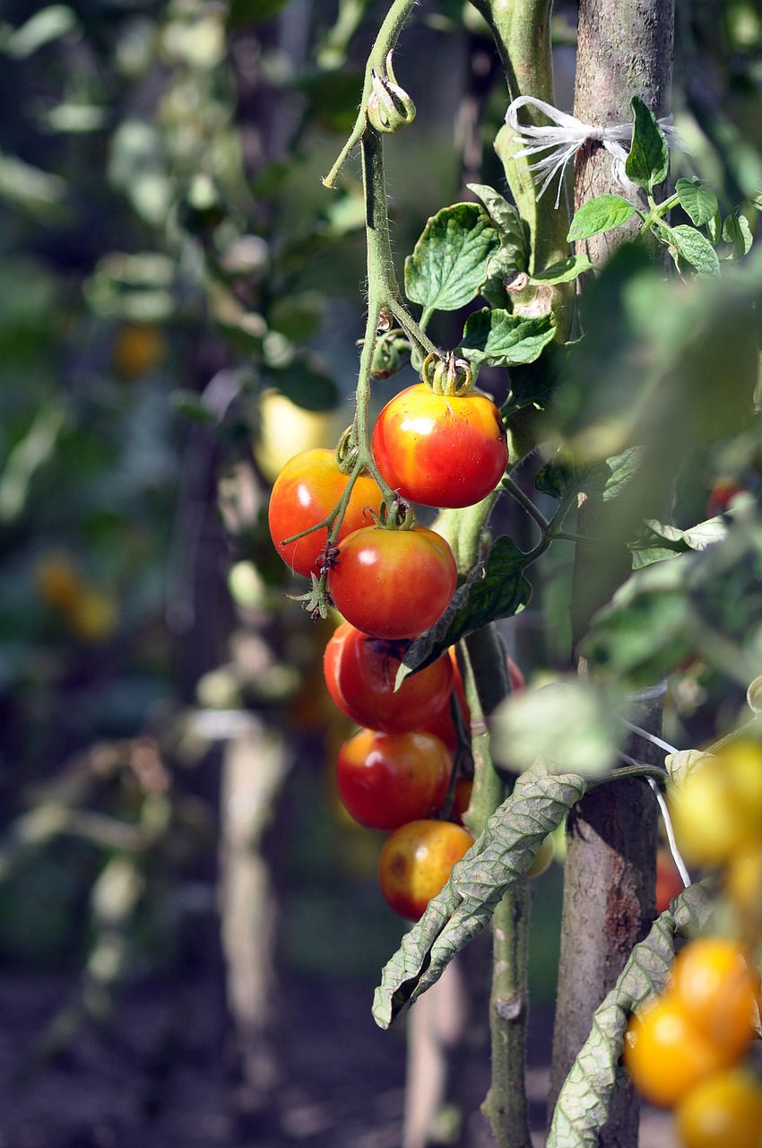 Grün- und Gelbkragen bei Tomaten