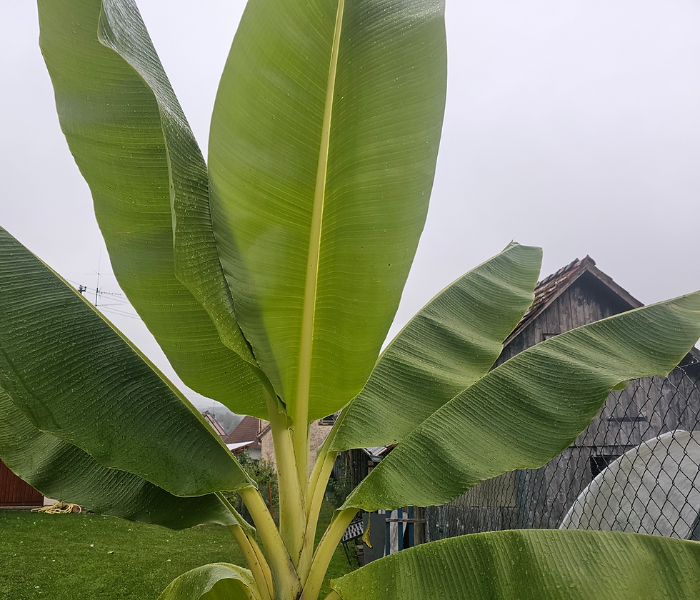 Ensete glaucum (Schneebanane)