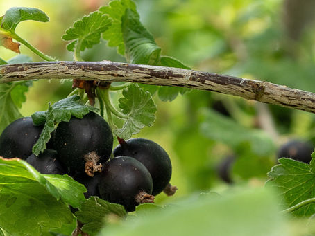 Jostabeere vermehren: Einfach mit Steckholz, Stecklingen & Absenkern 🌱
