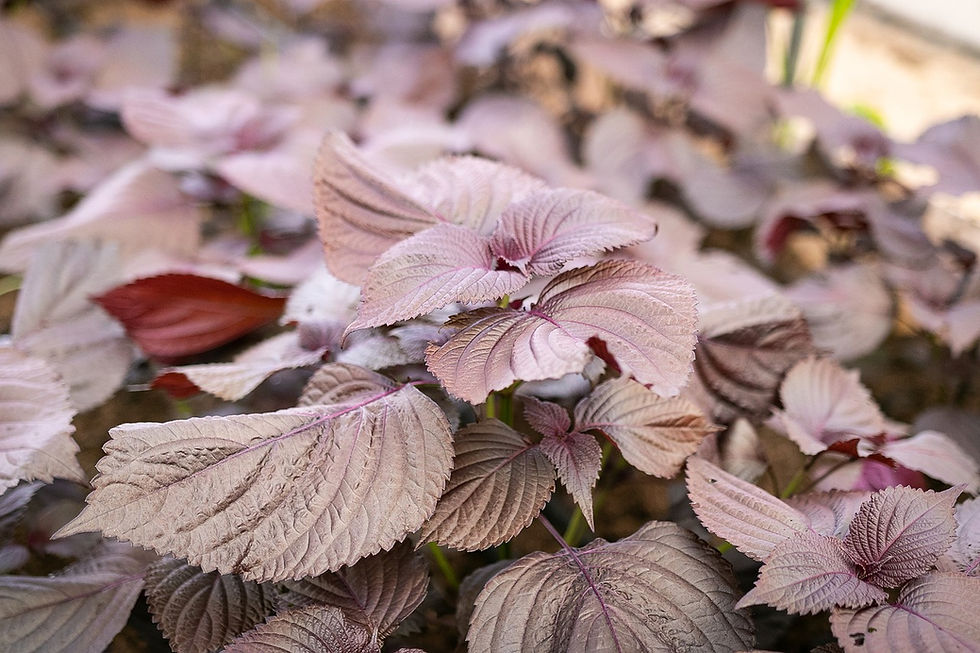 Shiso (Perilla) pflanzen