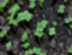 Warum Microgreens anbauen?