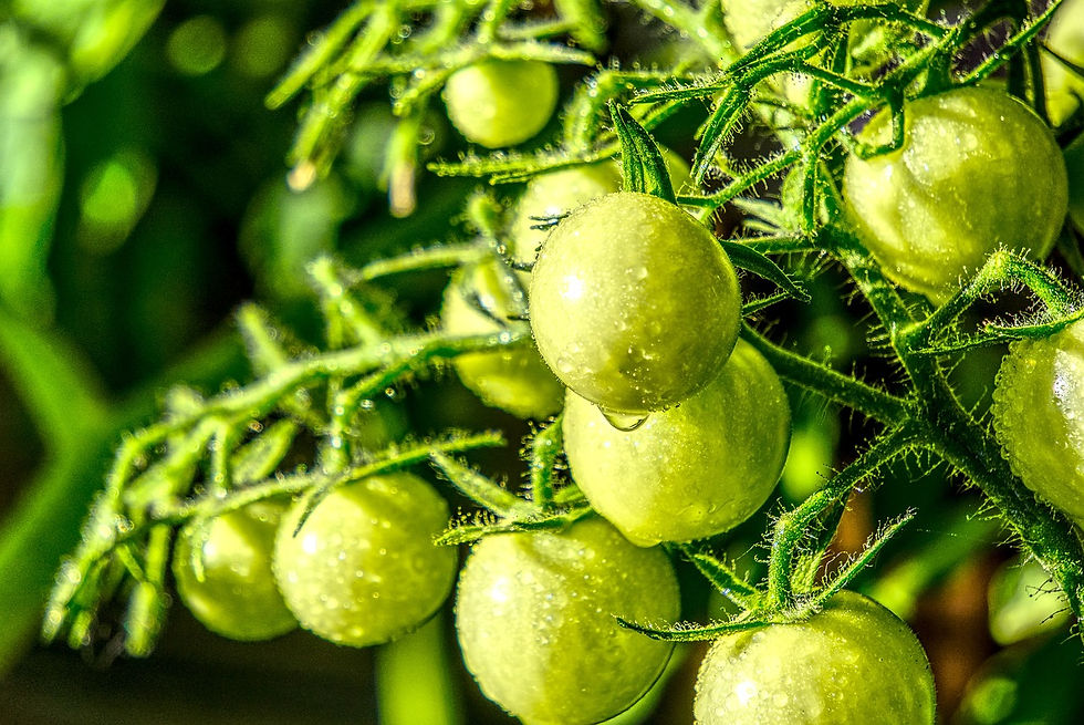 Determiniertes Wachstum bei Tomaten