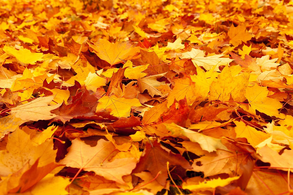 Rasenpflege im Herbst