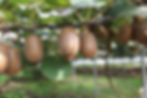 Welche Kiwi passt am besten in deinen Garten?