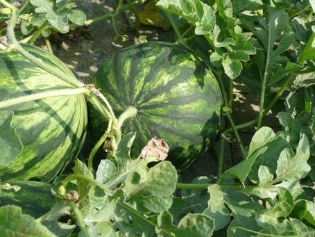Gurken und Melonen veredeln: Veredelungstechniken für Kürbisgewächse