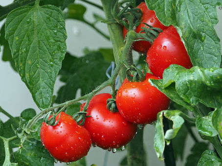 Sonnenbrand bei Tomaten: Ursachen, Schadbild und wirksame Vorbeugung
