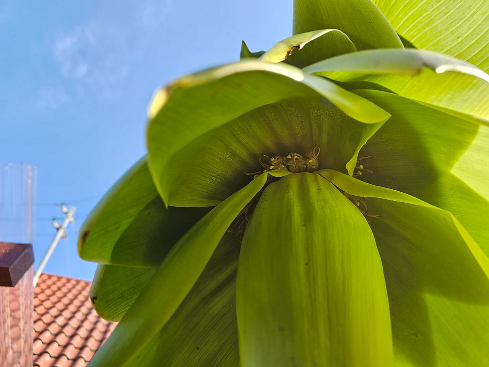 Ensete glaucum (Schneebanane)