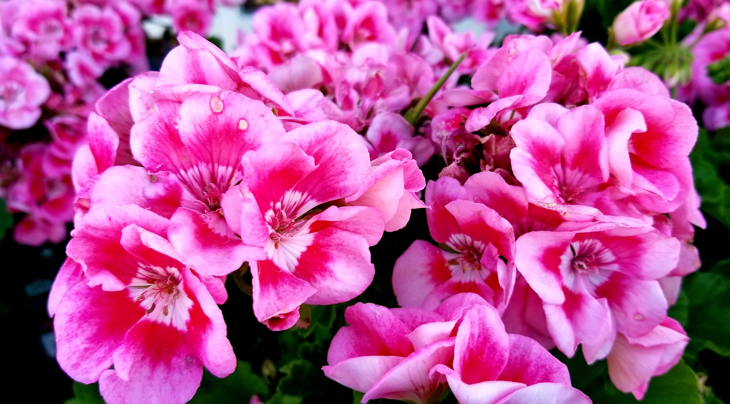 Geranien pflegen & überwintern Expertentipps für üppige Blüten!