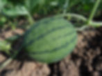 Wassermelone