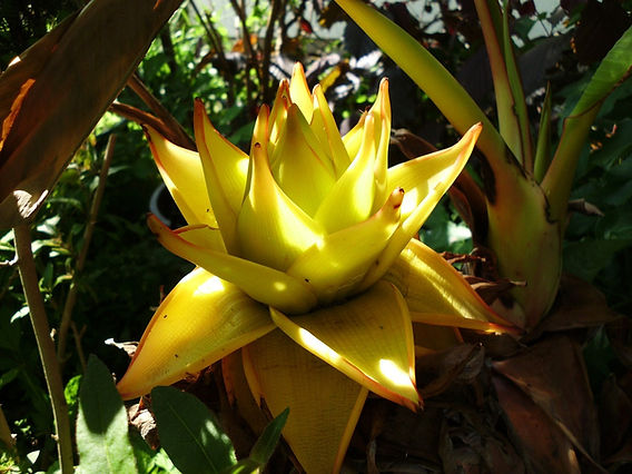 Musella lasiocarpa: Goldene Lotus Banane Pflege & Tipps!
