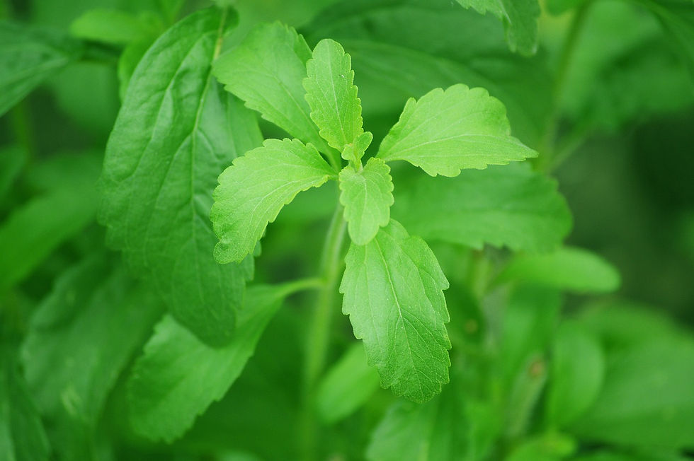 Stevia anbauen