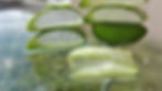 Aloe Vera abgebrochen einpflanzen