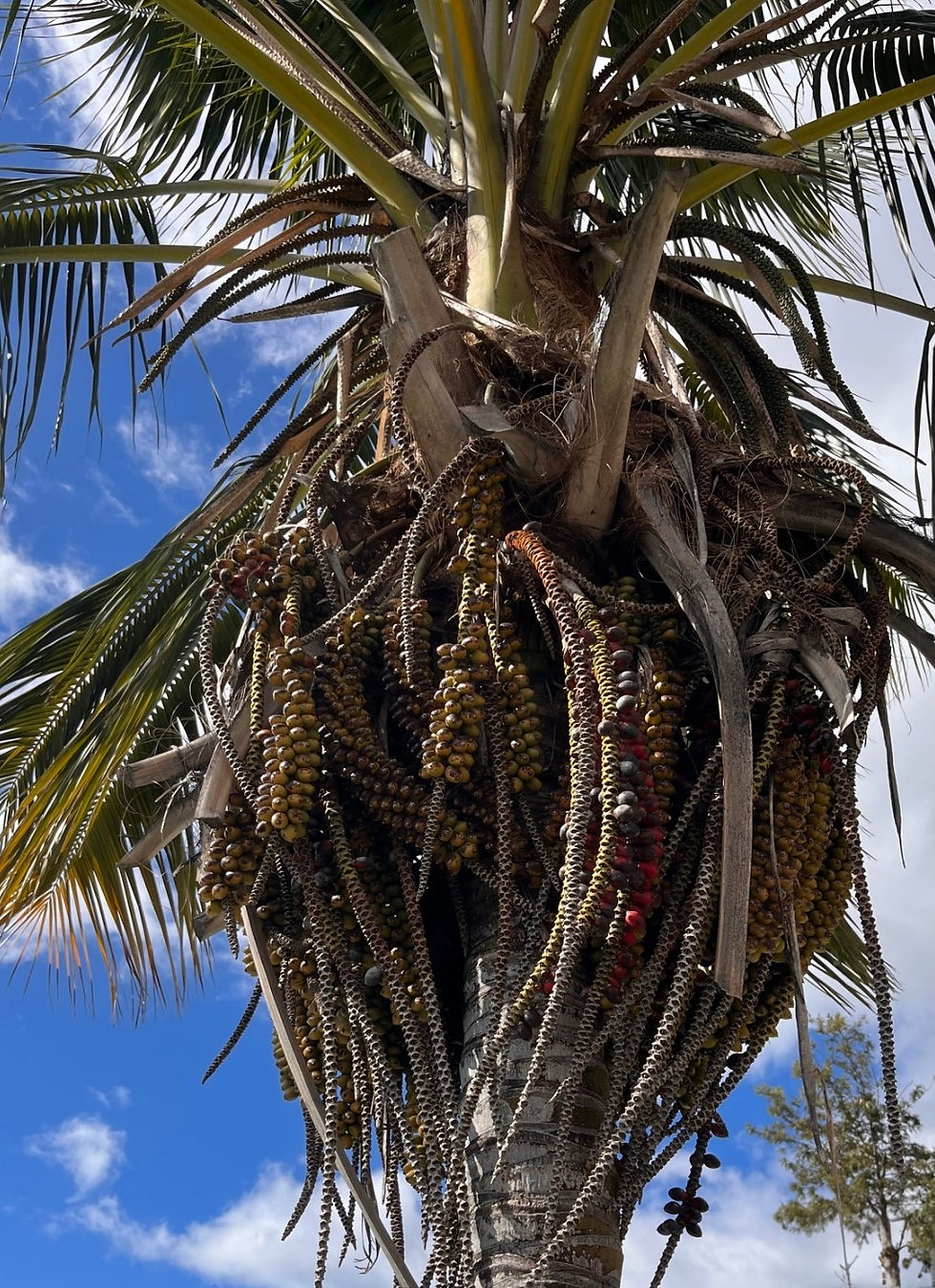 Kentiapalme (Howea forsteriana)