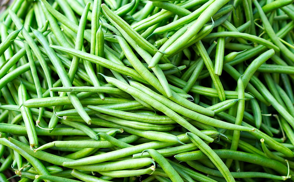 Stangenbohnen (Phaseolus vulgaris)