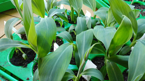 Eng seksual tana afro-amerikalikka tegishli. Ozbek qizlari jinsiy aloqada bolgan suratlar