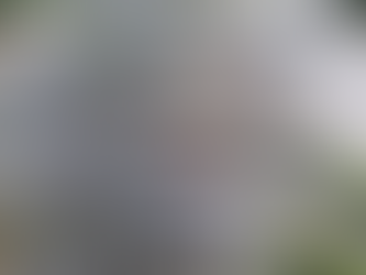 Die Blaue Zwergpalme – Ein Hauch von Exotik und Eleganz im Garten!