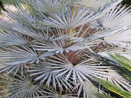 Die Blaue Zwergpalme – Ein Hauch von Exotik und Eleganz im Garten!