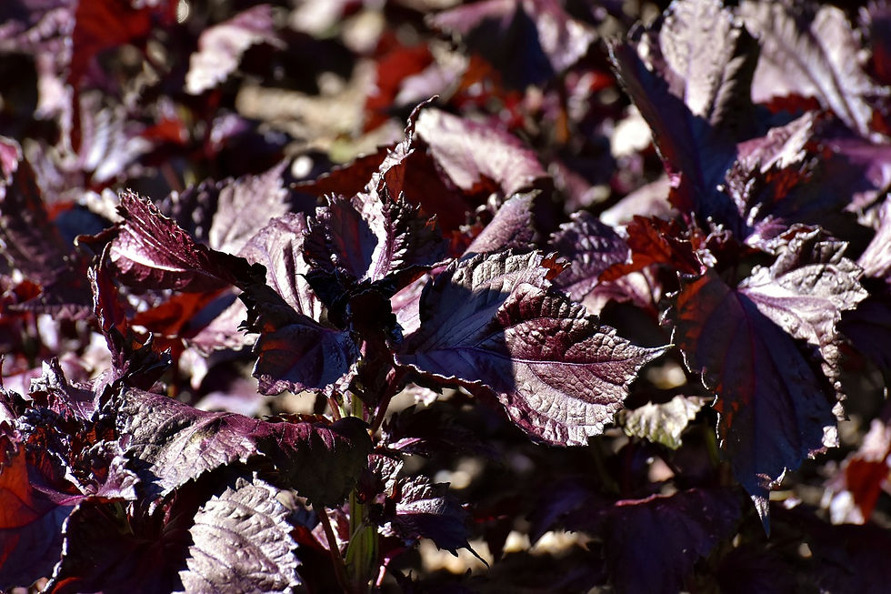 Anbau von Shiso (Perilla)