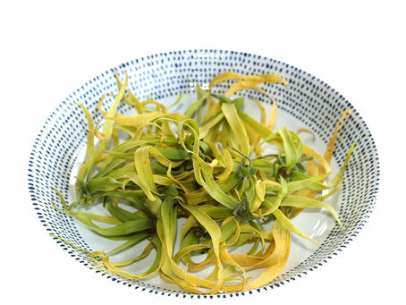 Seltene Duftpflanzen: Tropisches Aroma für dein Zuhause