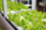 Salat Hydroponik anbauen