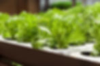 Kratky Methode, Hydroponik anbauen