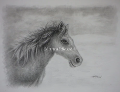 Oeuvre de Chantal Bossé
Cheval sur la plage
Dessin
Cheval
Sable
Artiste du Québec