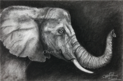 Oeuvre de Chantal Bossé
Animalier : Éléphant
Dessin fusain
Artiste du Québec
