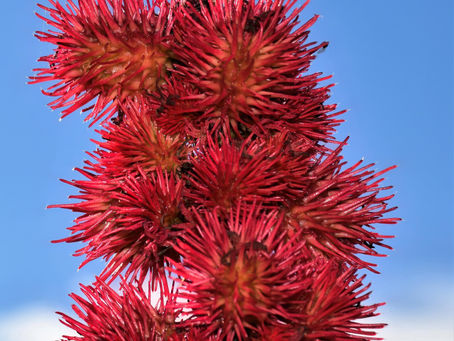 INGREDIENT HIGHLIGHT: Castor Oil