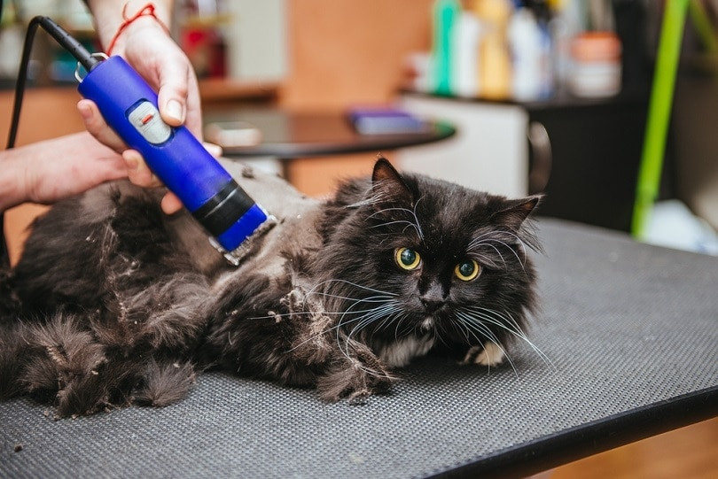 Matted Hair Removal